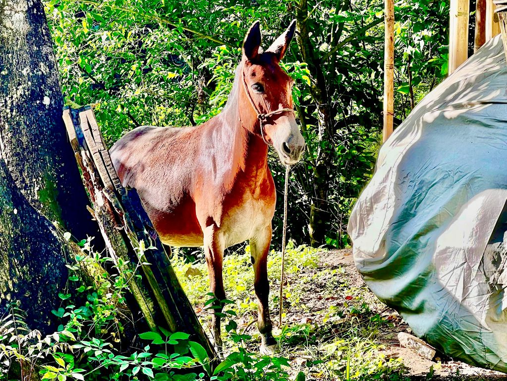 Ezel in Colombia